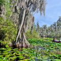 Replacing an HVAC System Near a Swamp or Wetland Area in Florida: What You Need to Know