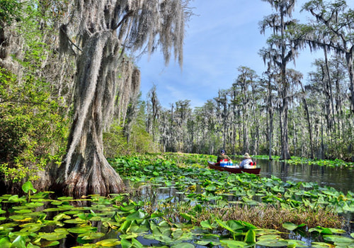 Replacing an HVAC System Near a Swamp or Wetland Area in Florida: What You Need to Know